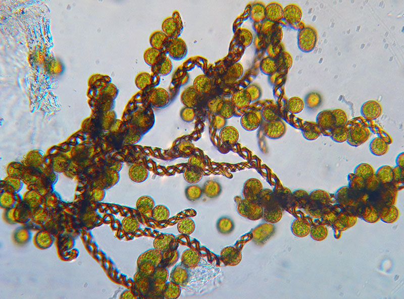 Lophocolea sp.